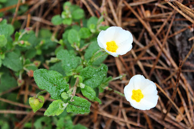 Wit Zonneroosje - - Helianthemum appenium