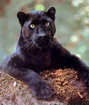of a large cat believed to be a black panther The last sighting was in