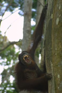 bornian orangutan pictures