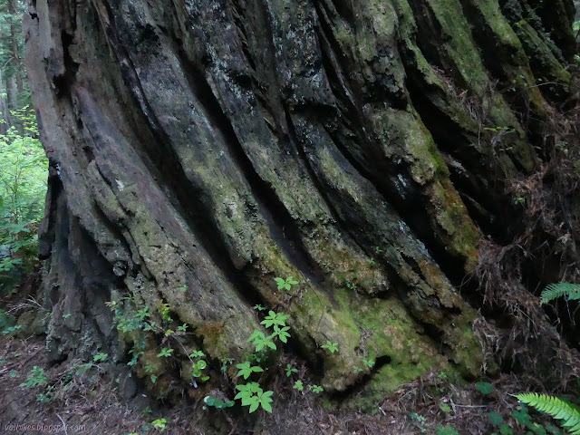 bark detail in a swirl