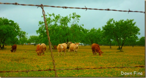 yellow flower farm_017