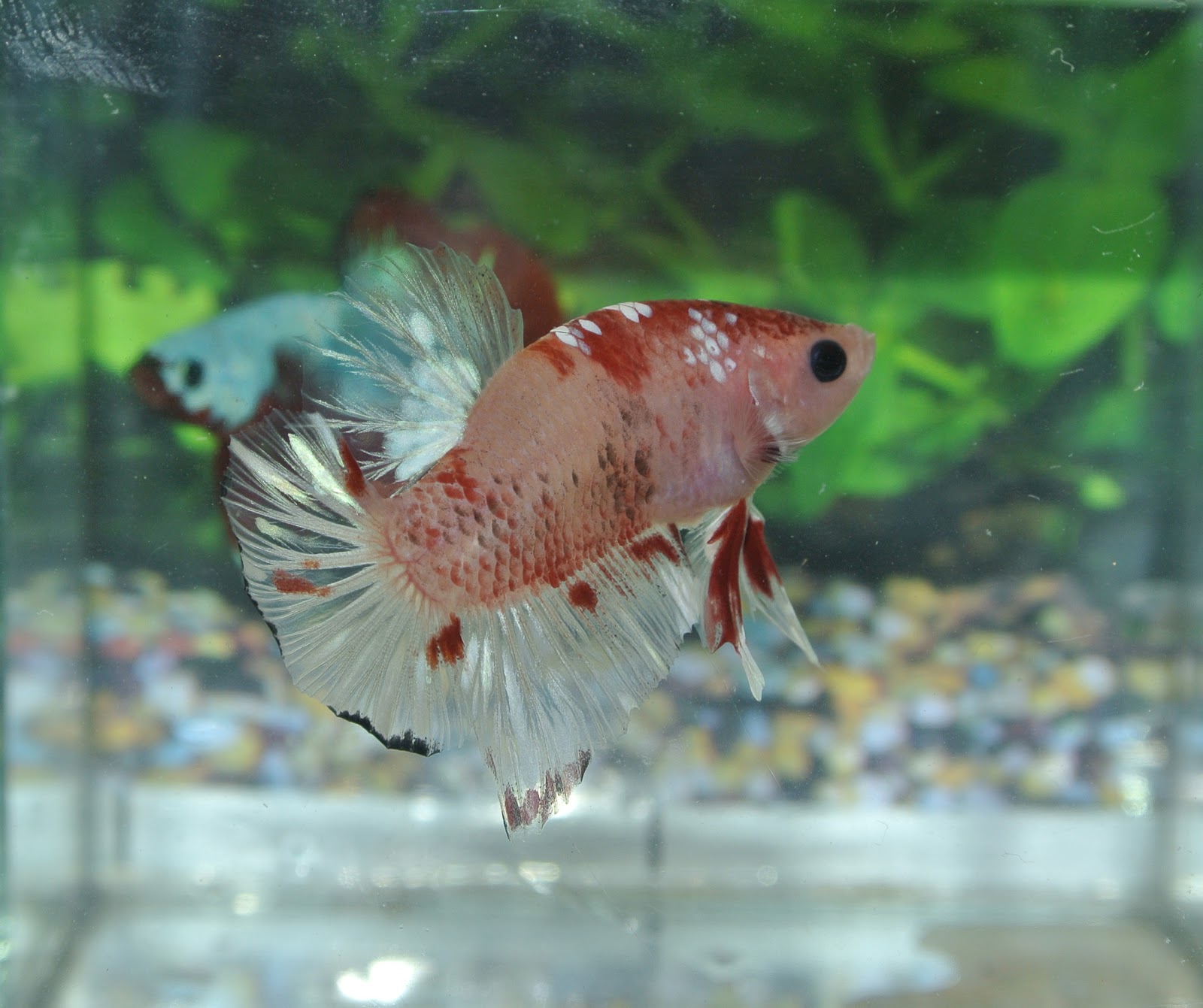 Betta Fish Afira: Betta HMPK 21 Mei 2012 ( LINE INDO Fancy KOI )