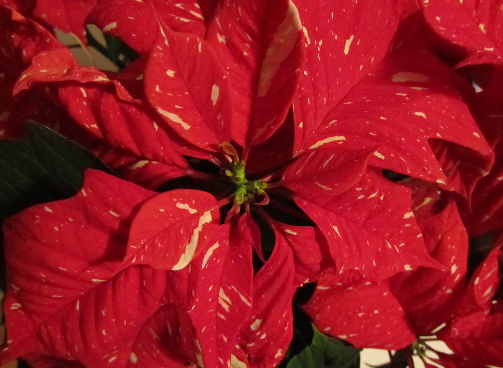 Poinsettia Jingle Bells