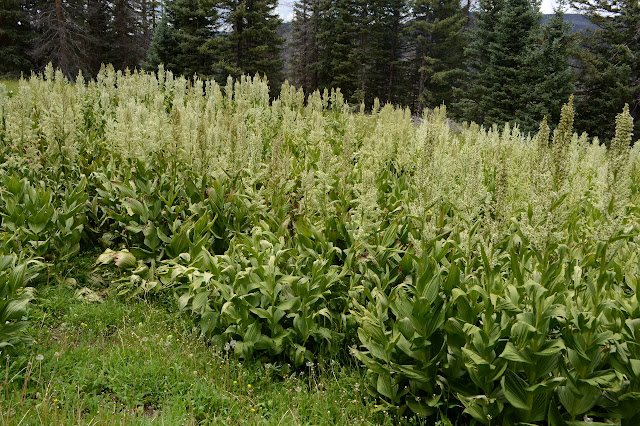 huge patch of corn lily