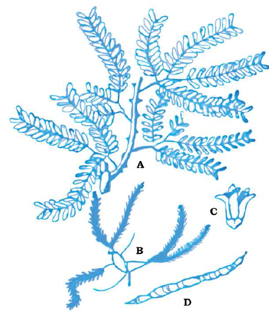 FSc Biology Part 1 XI 11th Chapter 9 Kingdom Plantae Notes Long Questions fscnotes0