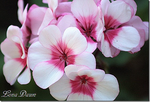 G_Appleblossom2