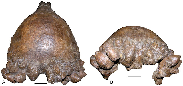 6 Fakta Menarik Tentang Pachycephalosaurus