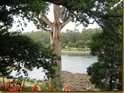 Euclaptus Tree