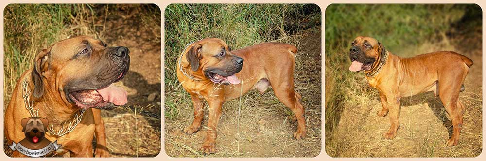 בורבול אפריקאי כלב איזי גר בבית הבורבול ישראל