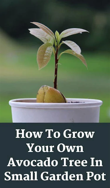How To Grow Your Own Avocado Tree In Small Garden Pot