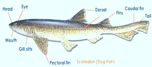 Scoliodon-shark