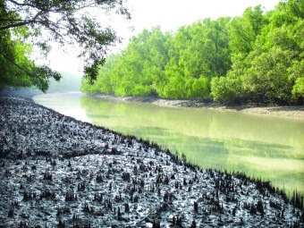 প্রাকৃতিক সপ্তাশ্চর্যবিশ্বের সামনে সুন্দরবন by পল্লব মোহাইমেন