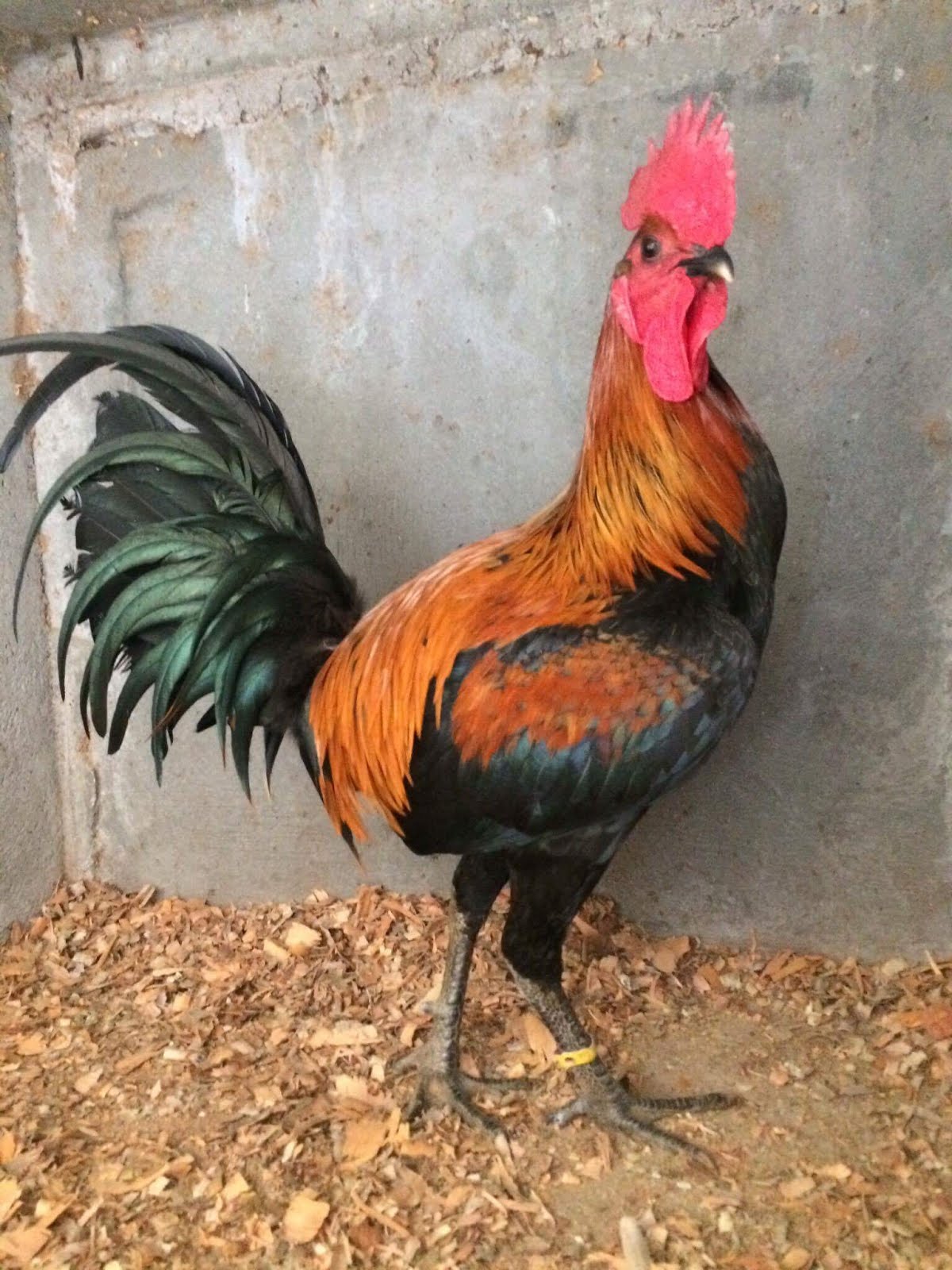 Peruvian Navajero Gamefowls