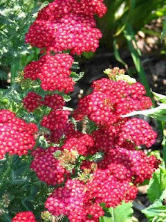 Amazing Yarrow Flower