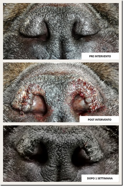 PLASTICA DELLE NARICI BULLDOG