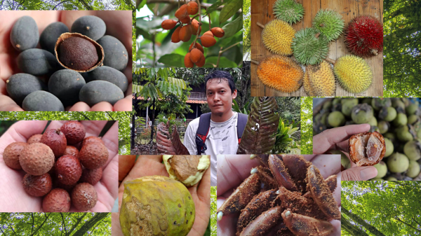 Buah langka khas Kalimantan yang dibudidayakan M.Hanif