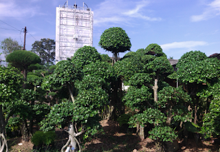 Jual Pohon Beringin Korea, Bonsai Beringin Korea, gerai.tanaman.blogspot.com