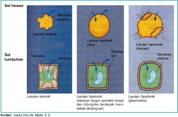 Transpor Pasif : Difusi Osmosis ~ Panduan Cepat Hamil