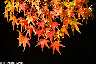 My best photograph from last year, Kyoto