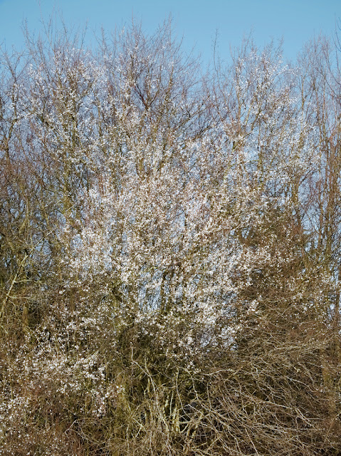 Burst of cherry plum blossom in hedge