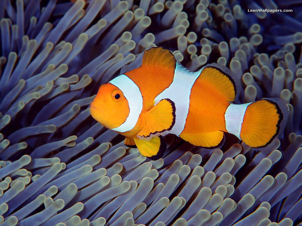 ... ノ^_^)ノ: Clownfish / Ikan Badut / Ikan Nemo Wallpapers / Pictures