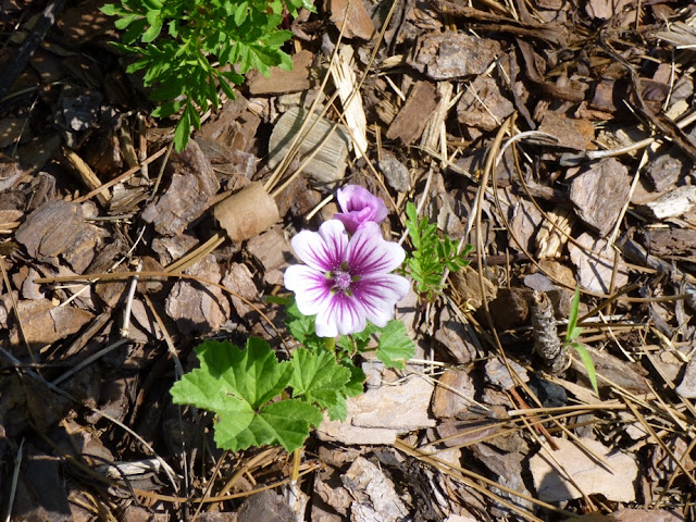 Malva sylvestris "Zebrina"