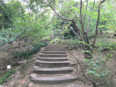 牧野植物園薬用植物区階段