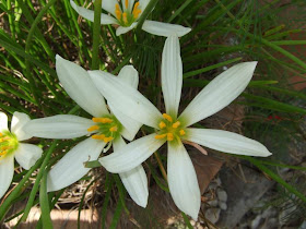 White Rain Lily-Zephyranthes candida