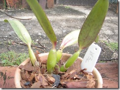 Plantas 543