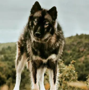Agouti Husky Dog Breed