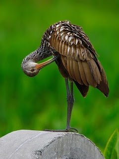 Beautiful Birds - Long Birds