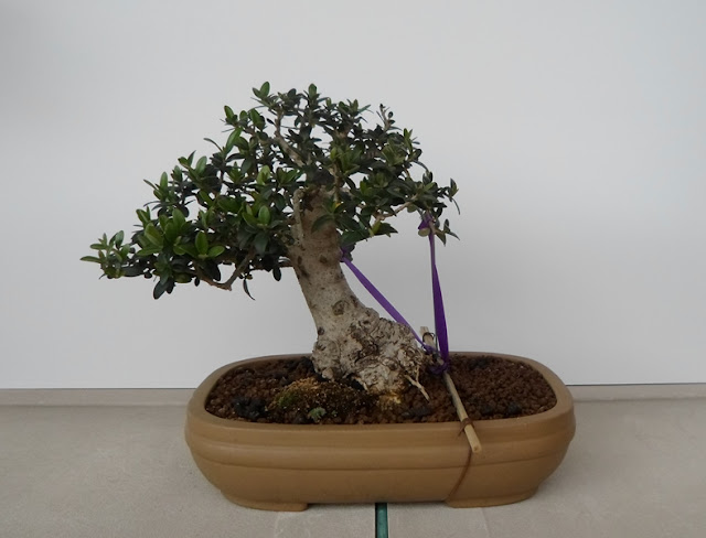 olivo bonsai