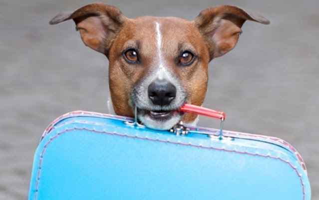 Obtaining a Pet Passport from the UK to France