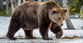 Grizzly bear vs Polar bear