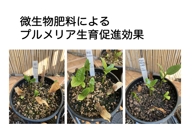 微生物肥料によるプルメリア生育促進効果 追加しました