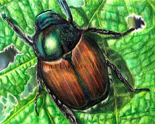 Japanese Beetle