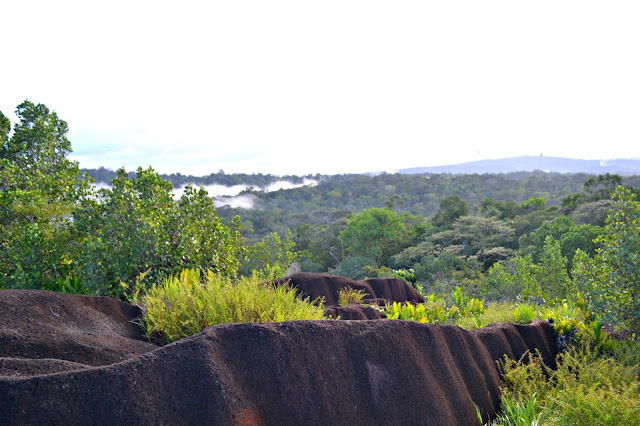 Guyane, savane roche Virginie, régina