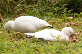 Ross's Goose DFBridgeman