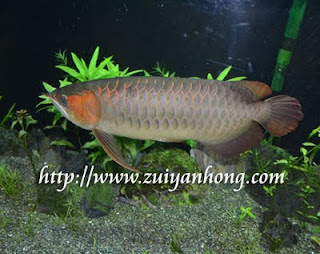 Arowana