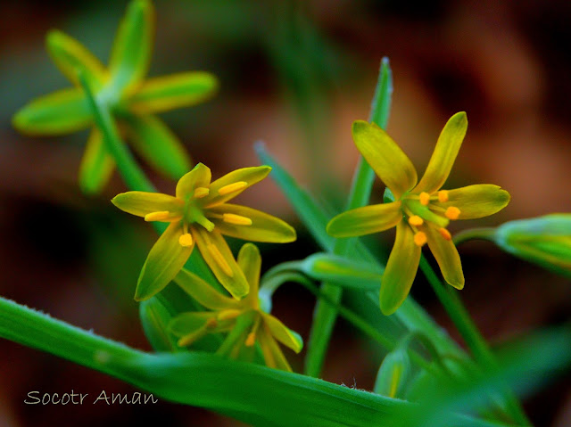 Gagea lutea