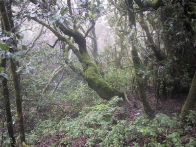 Bosque de laurisilva. Parque Nacional de Garajonay