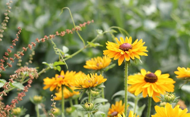 Rudbeckia Hirta Flowers Pictures