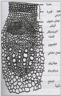 الانسجة الفيلينية - ملخص احياء ثاني ثانوي اليمن