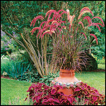 Plumes