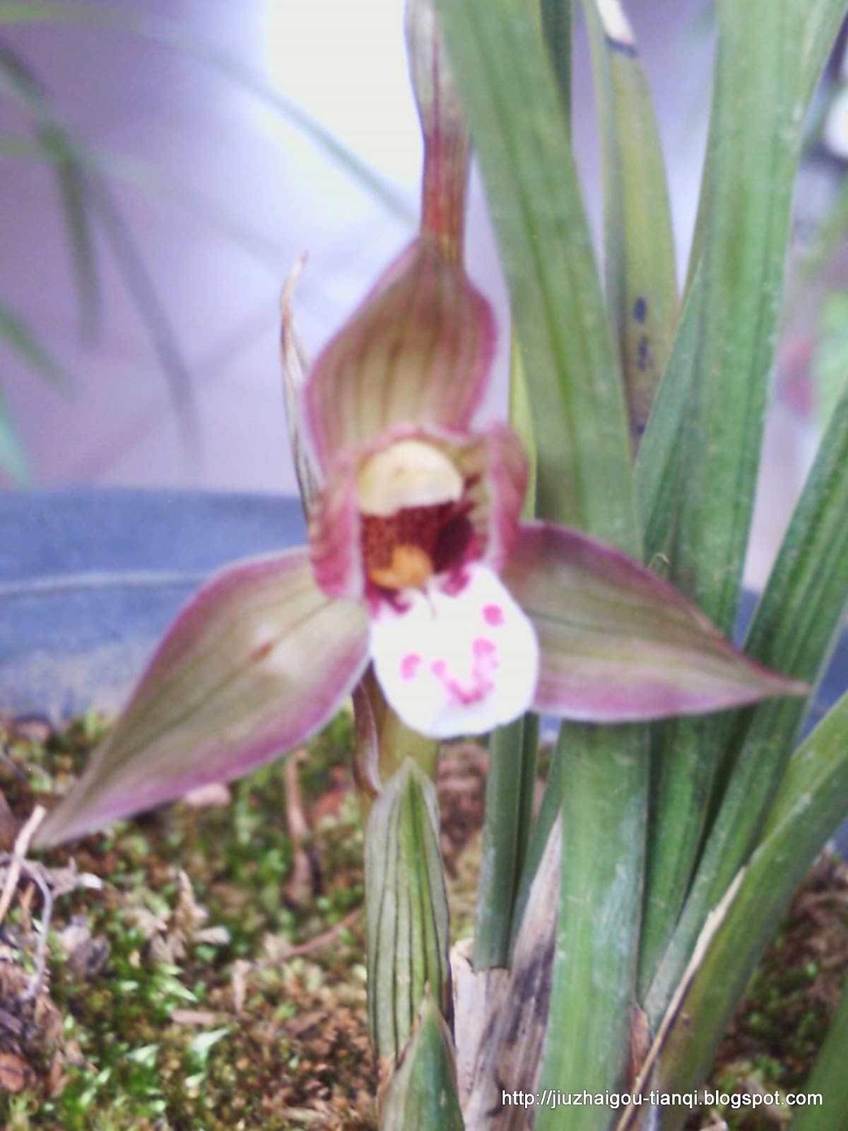 兰花-花:09020512011187