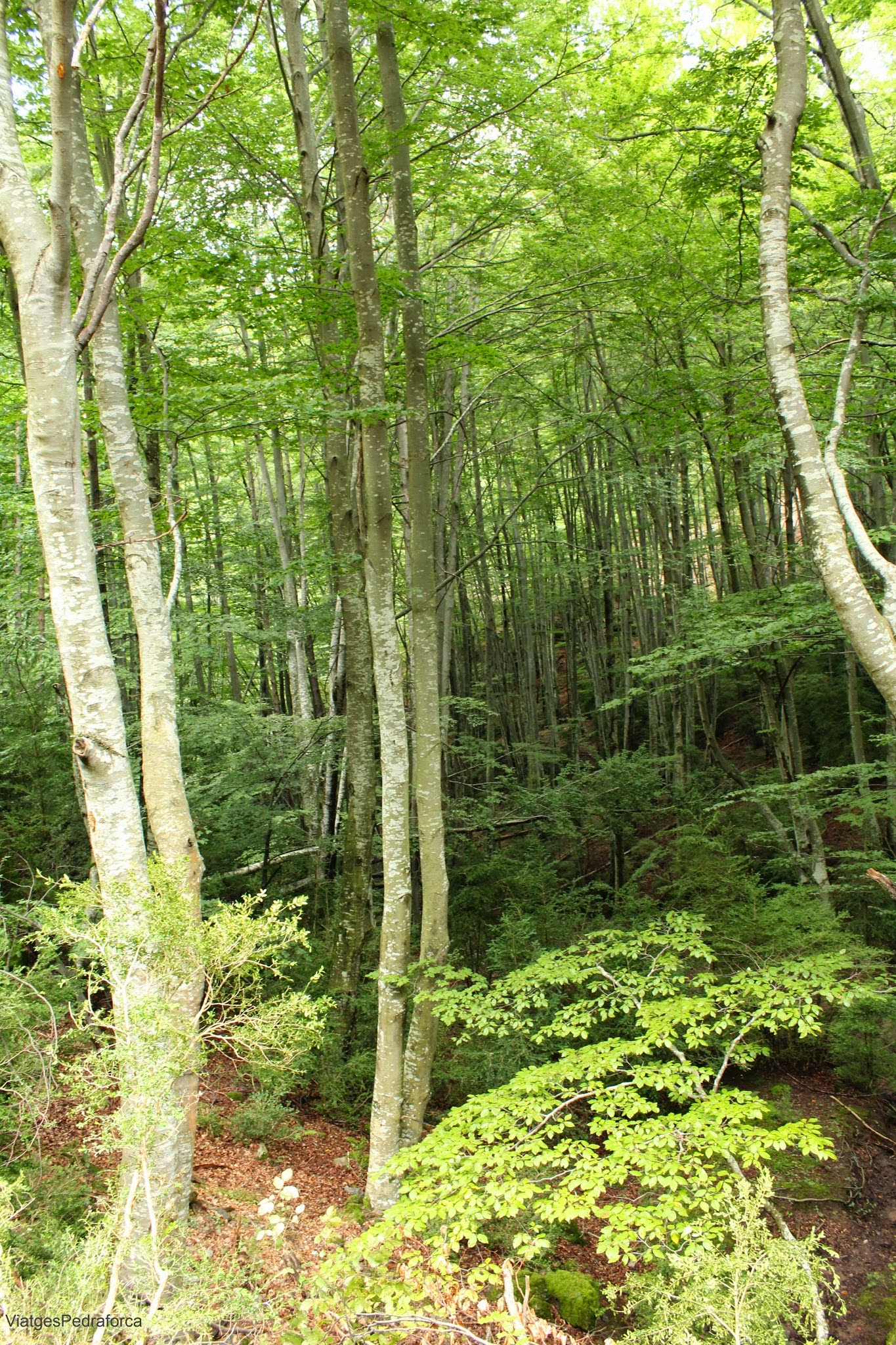 Fageda de Millarès Parc natural del Cadí-Moixeró Alt Berguedà Bagà