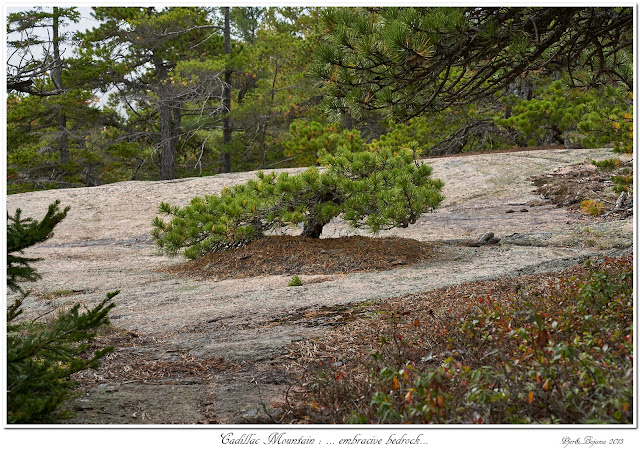 Cadillac Mountain: ... embracive bedrock...