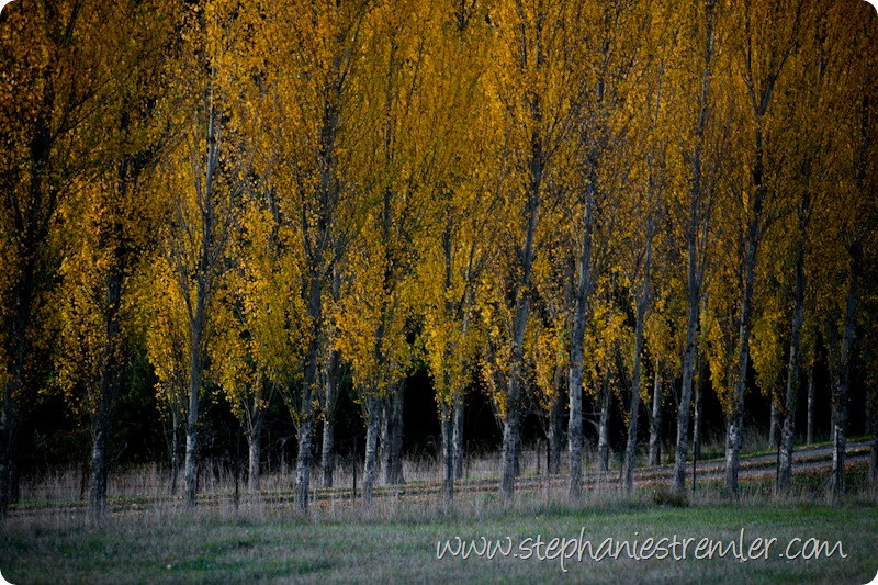 SanJuanIslandPhotographerWildlifeLandscape-110