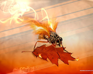 Fire Fly Desktop wallpapers