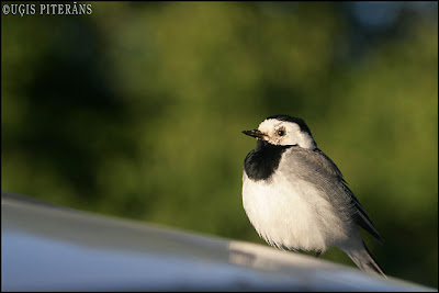 Baltā cielava (Motacilla alba)